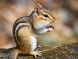 Chubby Cheek Chipmunk_53142